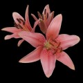 Lily - Asiatic - Pink (3+ blooms)